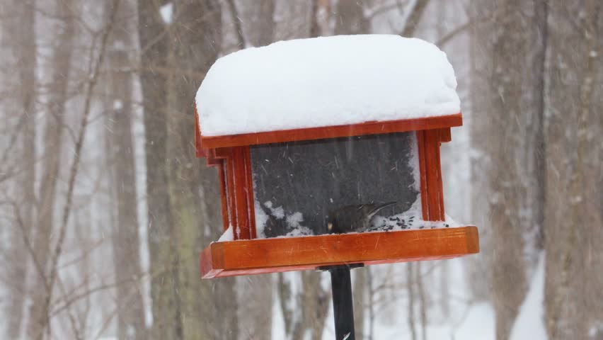 Close-up of Dark-eyed Juncos and a Hairy Woodpecker feeding at a snow-covered bird feeder during a windy Wisconsin winter snowstorm. High-action wildlife in a dense deciduous forest background.