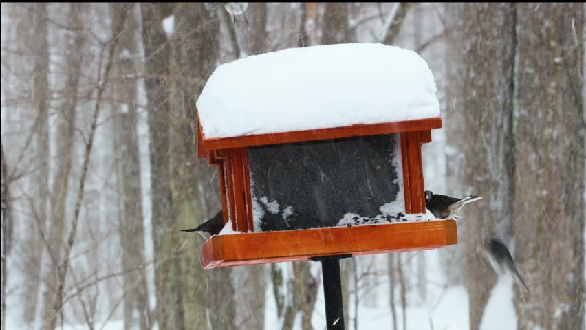 Close-up of several Dark-eyed Juncos feeding and flying at a snow-covered bird feeder during a Wisconsin winter blizzard. High-action wildlife in a dense forest during near white-out conditions.