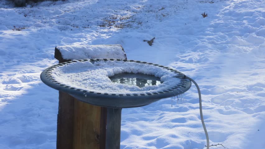 Red squirrel drinking water from a partially frozen bird bath surrounded by snow during winter in Dunn County, Wisconsin, USA.