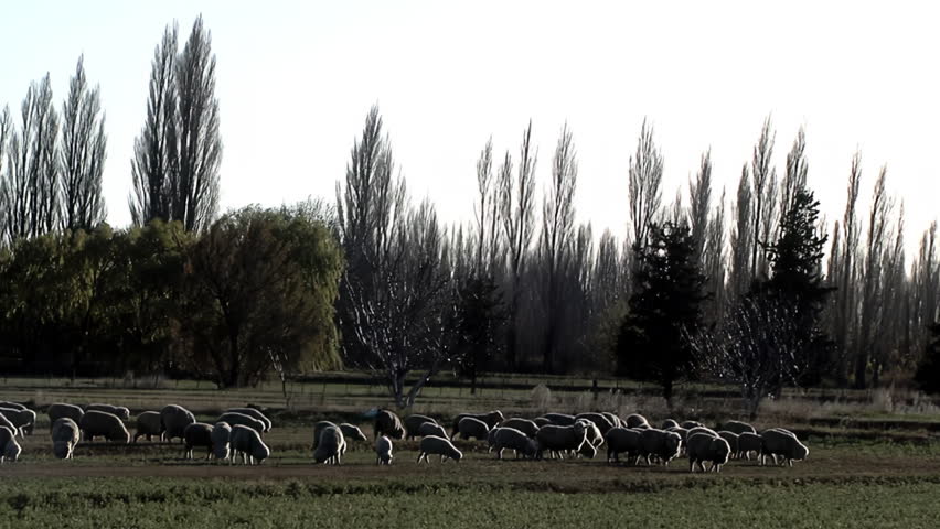 Large Flock of Sheep Grazing in a Rural Farm in Gaiman Patagonia