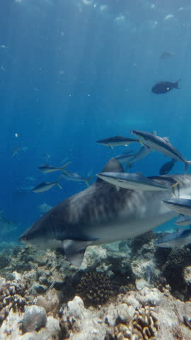 Dangerous tiger shark close up with fish underwater in tropical sea