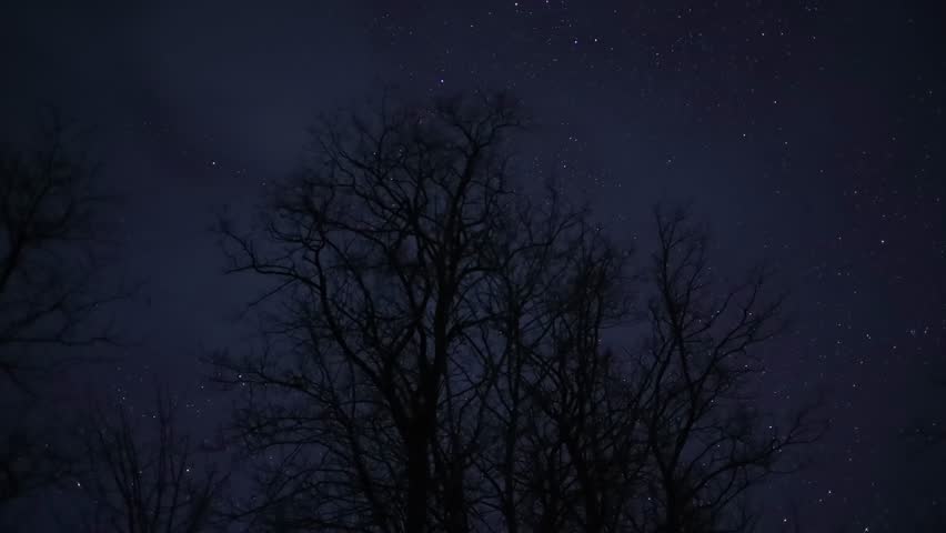 Stars moving through the night sky behind the dark silhouette of a leafless tree in winter