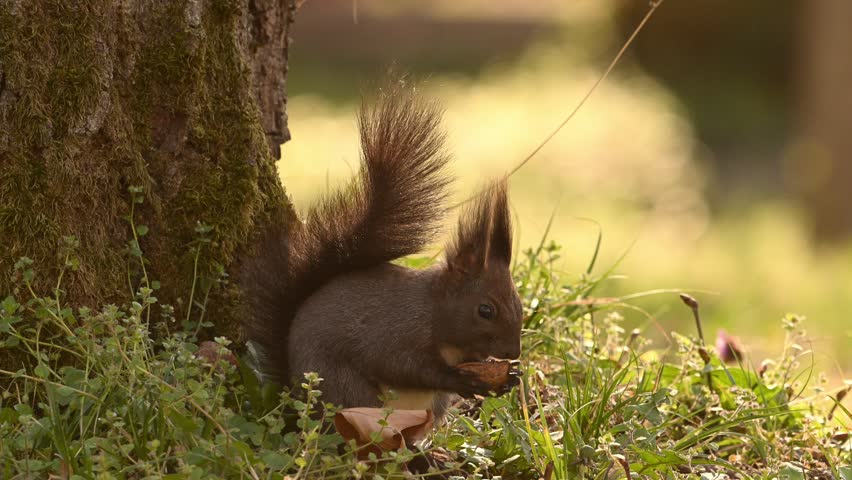  Cute squirrel in the grass with flowers playing and eating nuts