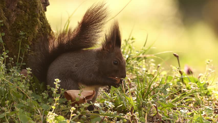  Cute squirrel in the grass with flowers playing and eating nuts