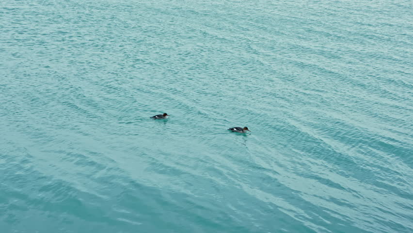 Two ducks swim across the smooth surface of a lake in daylight. The water reflects soft blue tones while the ducks paddle along in search of food or play.