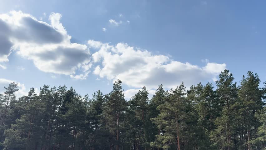 Blue sky with white clouds over pine forest, tops of evergreen trees in sunny landscape.