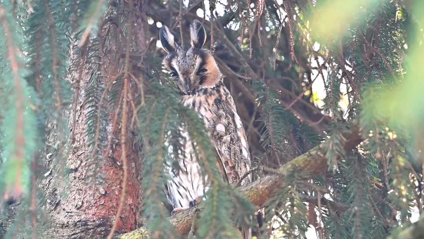 Long-eared owl sitting on a branch, slow motion.