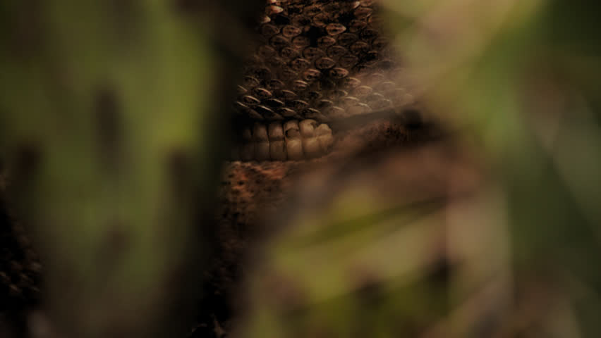 Detailed study of an agitated  Western Diamondback Rattlesnake’s rattling tail. With audio, rattle, wind, thunder.