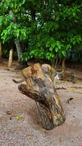 Domestic cat peeking from behind weathered tree stump on sand. A gray and white cat looking at the camera from behind a log on a sandy beach