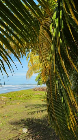 Tropical beach view through palm fronds with dark sand. View of the ocean and dark sand coastline framed by green palm leaves in Costa Rica under a clear sky.