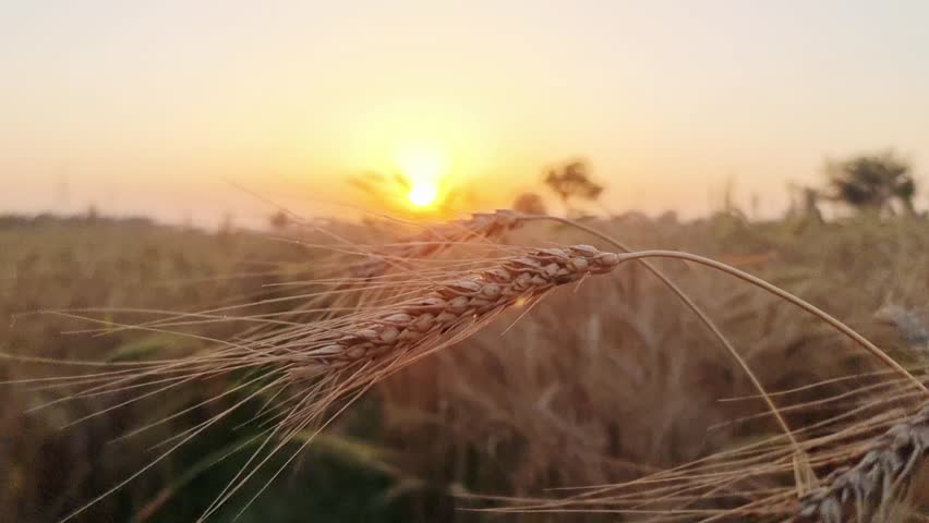 Close-up of golden wheat ears swaying in the wind at sunset