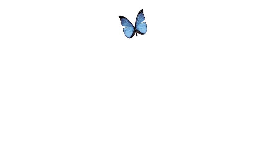 beautiful butterfly flying on a white background alpha channel is included