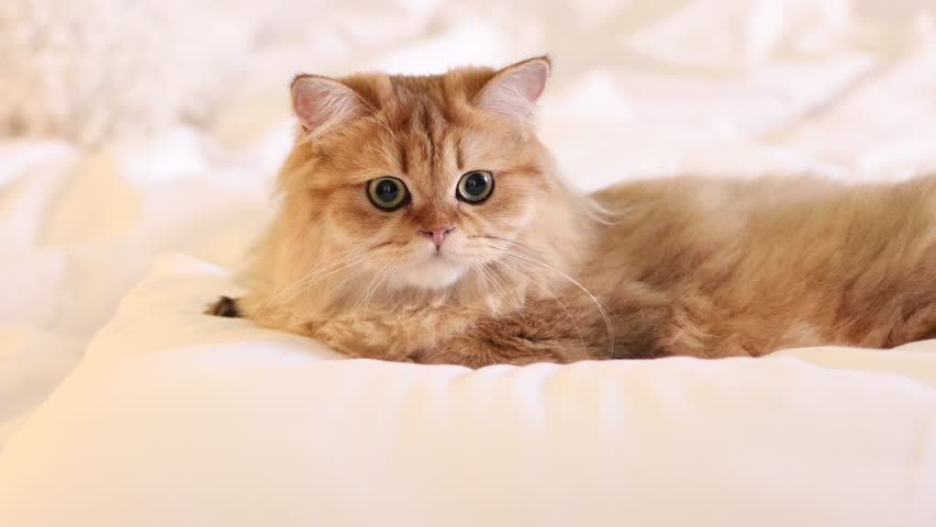 Beautiful Golden Chinchilla cat on bed indoors