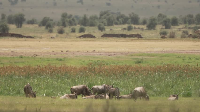 Distant herd of animals on open savannah plains in Kenya with acacia trees East Africa