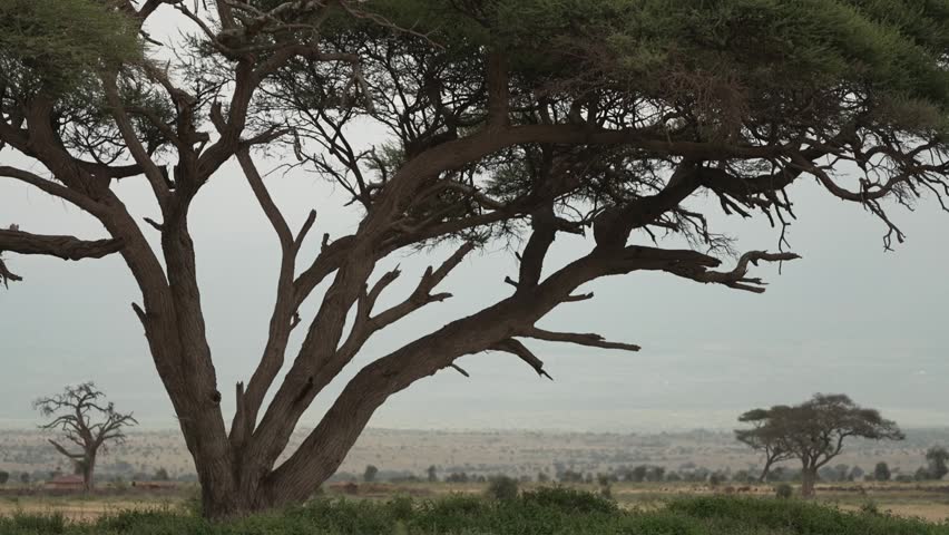 Large acacia tree silhouetted on open savannah plain in Kenya East Africa dry season