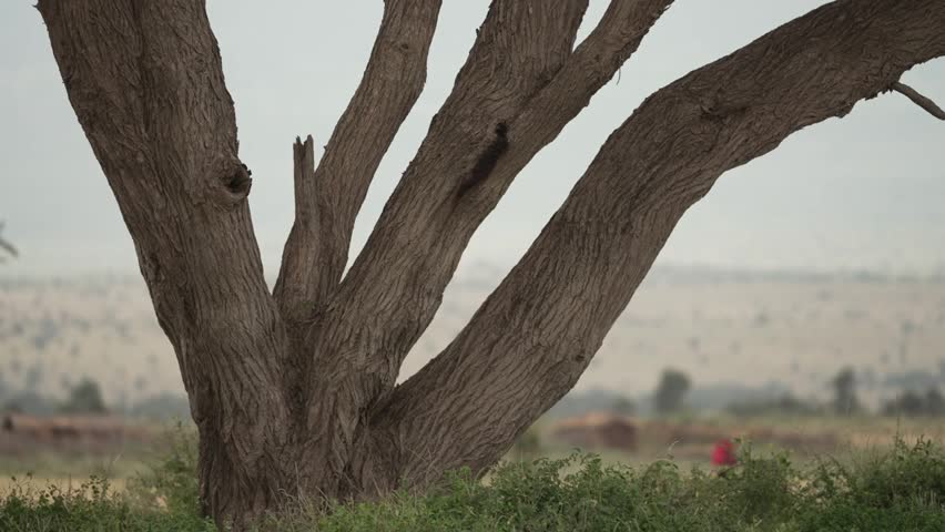 Large twisted acacia tree with misty savannah plains in background Kenya East Africa