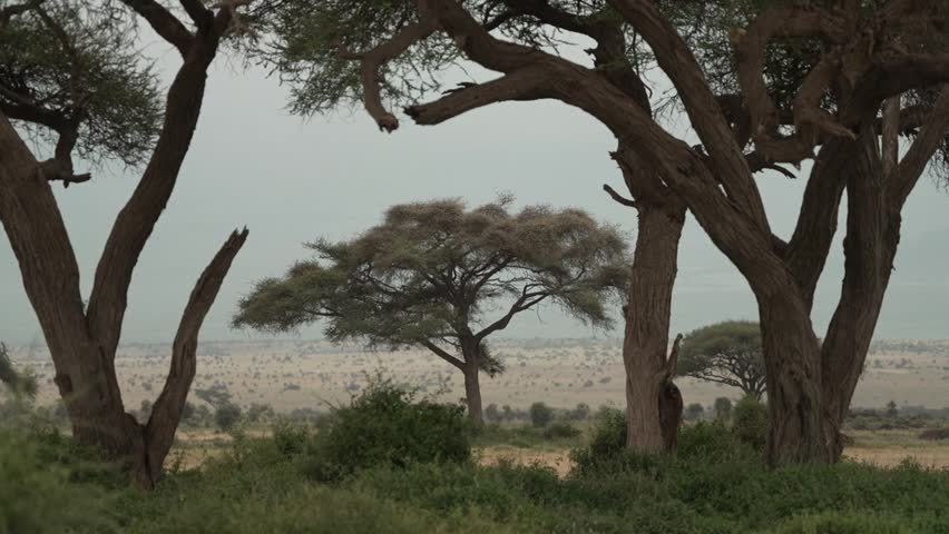 Savannah landscape with acacia trees and distant zebra herd in Kenya East Africa