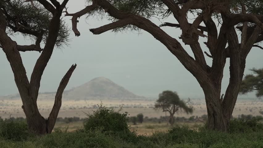 Savannah landscape with dramatic acacia tree in Kenya East Africa wide shot dry season