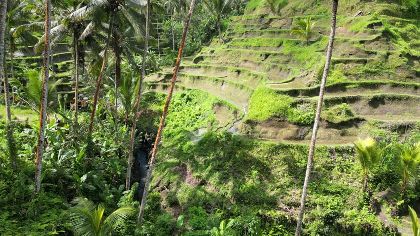 Aerial drone view of Tegalalang rice terraces near Ubud, Bali. Lush tropical landscape shaped by traditional Subak irrigation system and layered green paddies.