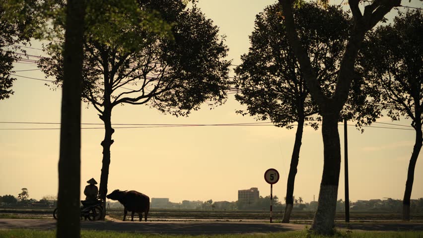 Calm Countryside At Sunset. Tranquil Evening View Of Rural Landscape With Rider And Buffalo. Serene Dusk Over Countryside Featuring Motorcyclist And Grazing Buffalo Beneath Tall Trees