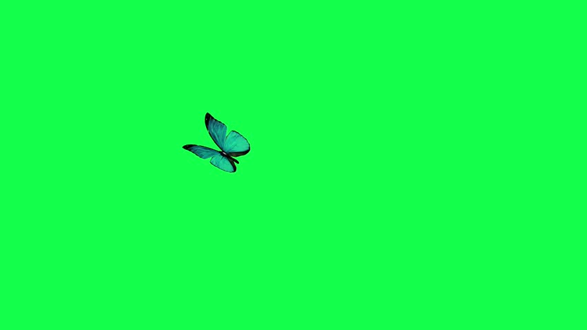 beautiful butterflies flying on a green background