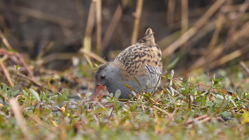 Observation of the bird’s intense focus, pausing only briefly to scan the surroundings for potential wetland predators.