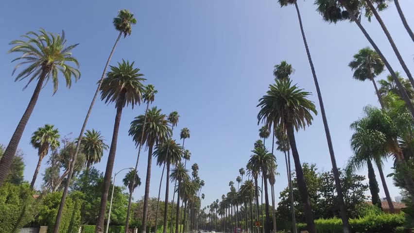 Tall Canary Island Date Palms And Washingtonia Palms Lining A Wide Tree-Lined Boulevard In Beverly Hills Los Angeles California USA, Mixed Palm Species Of Varying Heights Against Clear Blue Sky, Green Shrub Border Along Street Level, Diamond Shaped Road Sign Visible At Street Level
