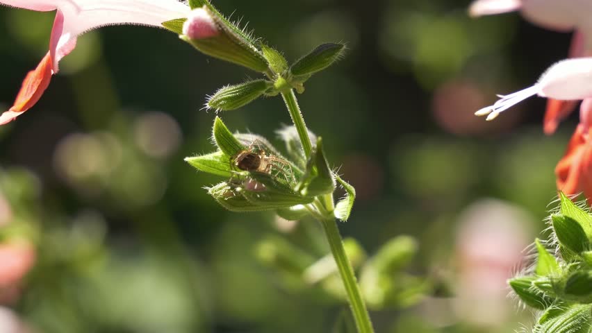 Jumping Spider Resting On A Flower - Close Up