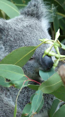 A close-up shot of a koala chewing on green eucalyptus leaves in natural daylight