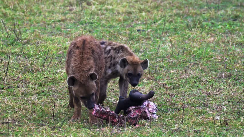 Two hyenas feed on the remains of a fresh kill on the plains of Ngorongoro Crater, Tanzania, capturing raw predator behavior and the harsh realities of survival in the African wilderness.