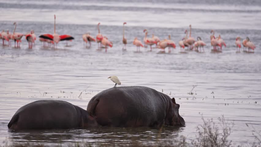 A group of hippopotamuses enters a shallow lake in Ngorongoro Crater, Tanzania, accompanied by birds and a flock of flamingos, showcasing vibrant African wildlife and serene savannah scenery.