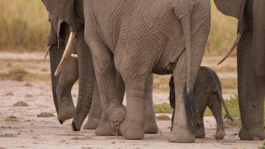 Mother Elephant Shielding Calf While Walking