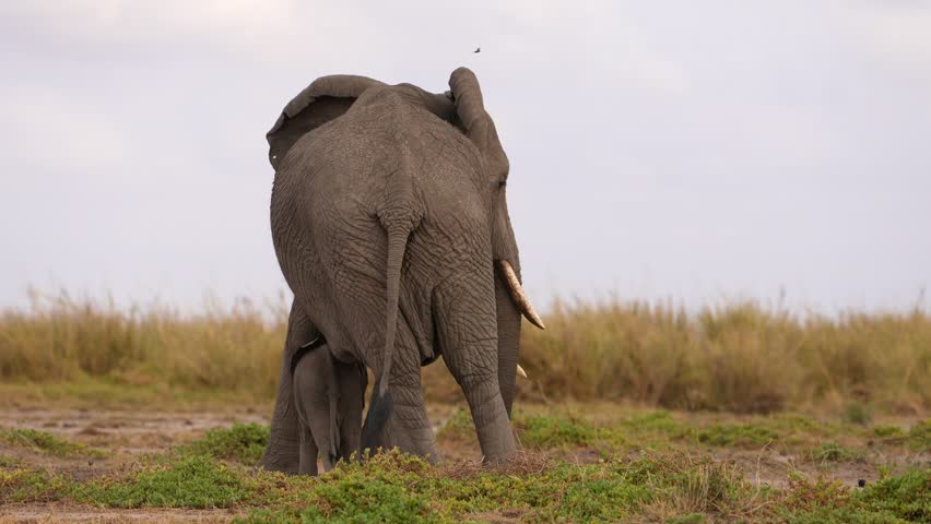 Herd of Elephants Walking With Baby in Middle