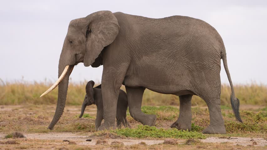 Baby Elephant Walking Securely Among Adult Giants