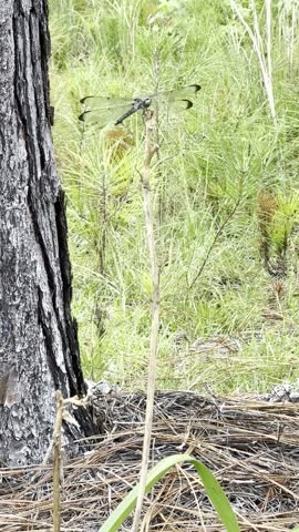 Great Blue Skimmer Dragonfly Perched
