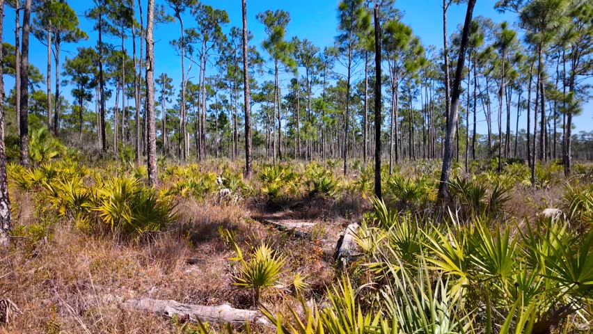 Beautiful natural landscape of a pine flatwoods ecosystem with saw palmetto on a sunny day in Everglades National park.