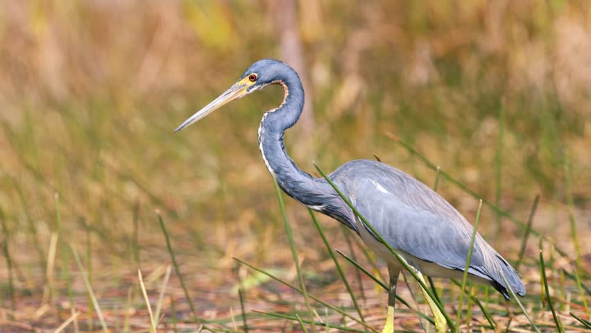 Colorful tricolored heron walking through a marshy wetland while carefully hunting for food in Florida.