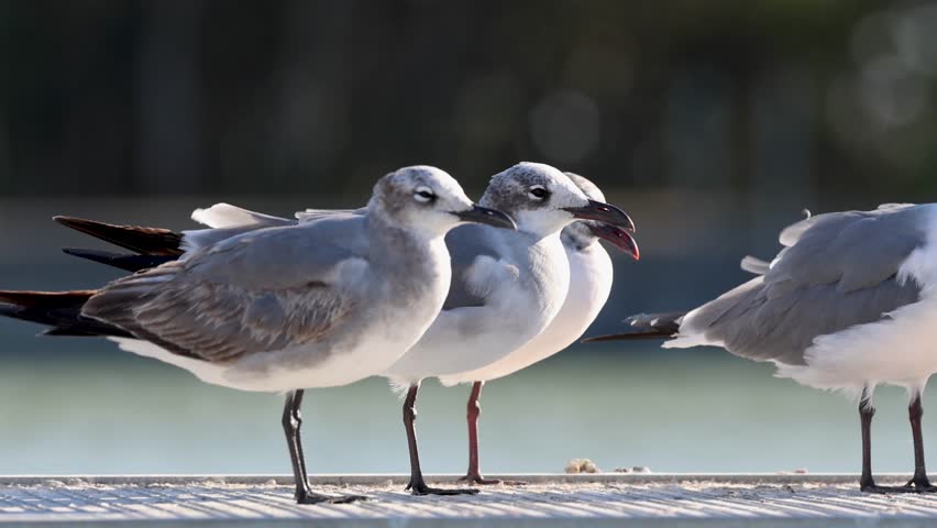 Group of laughing gulls resting together on a coastal pier during a bright sunny day in Florida.