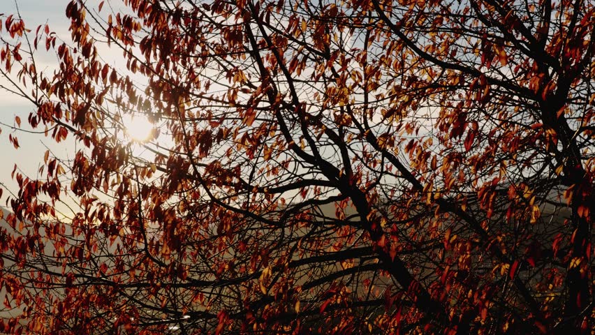 Golden Sun Shining Through Tree Branches With Autumn Foliage In Sunset. close-up drone shot