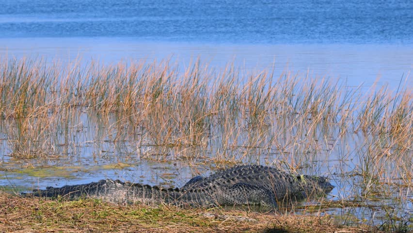 Huge American alligator sunbathing on a riverbank at the Everglades National Park in Florida.