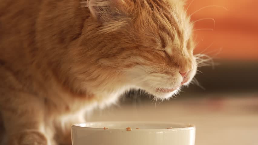 Adorable long-haired ginger cat eating crunchy kibble from a white ceramic bowl indoors, with warm sunlight highlighting its beautiful orange fur as it enjoys its daily meal