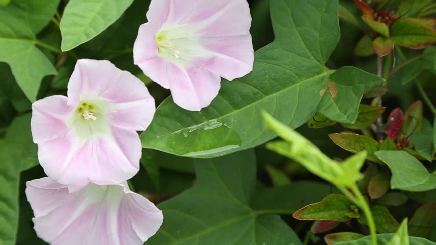 close up of pink morning glory flowers and green leaves in a korean outdoor garden