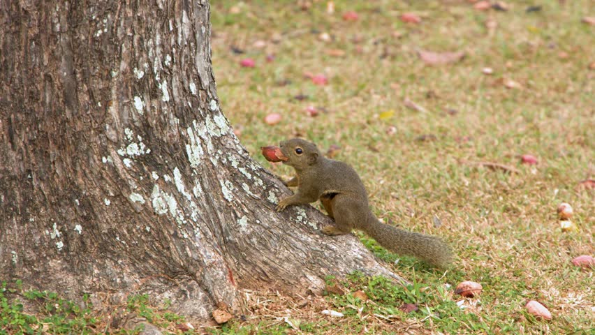 A plantain squirrel sits on grass by a tree trunk eating a nut in Singapore