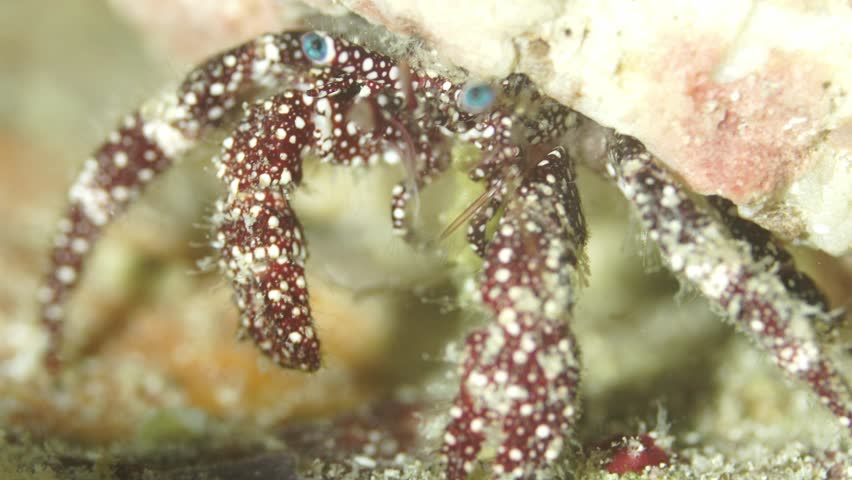 Close up underwater view of a dardanus megistos hermit crab cautiously emerging from its shell