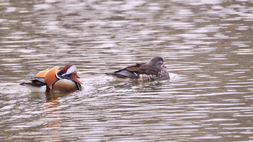 A family of mandarin ducks (Aix galericulata) in a spring park in Poland.
