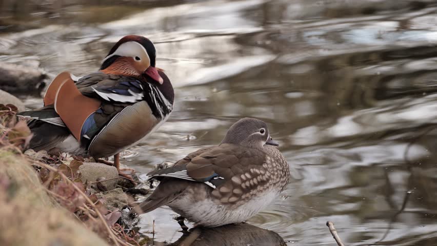 A family of mandarin ducks (Aix galericulata) in a spring park in Poland.