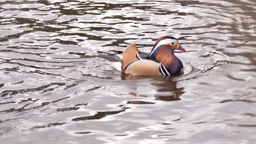 A Mandarin duck in a spring park in Europe.