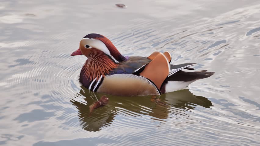 A Mandarin duck in a spring park in Europe.