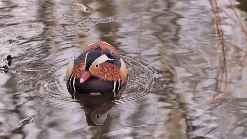 A Mandarin duck in a spring park in Europe.