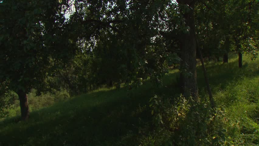 traditional meadow landscape with rabbits in grass